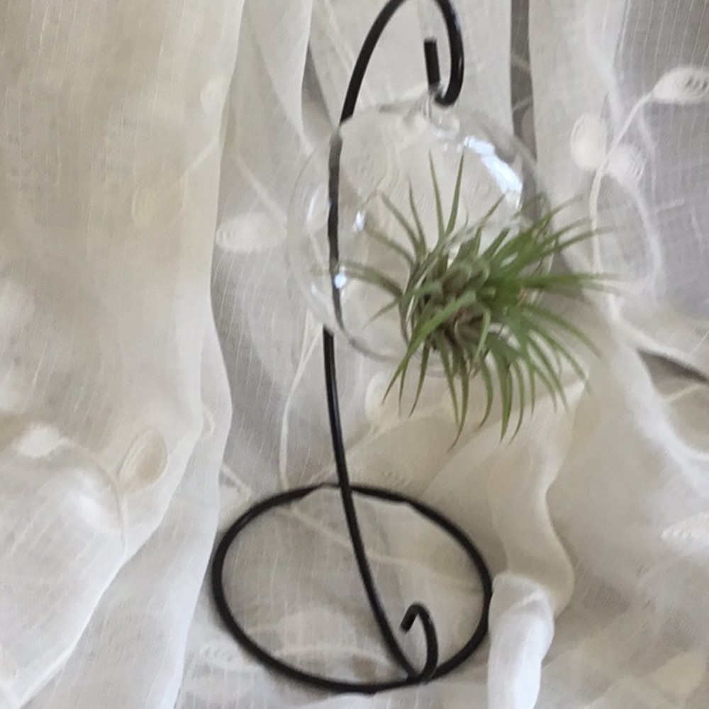 Airplant display